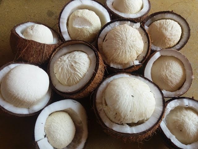 தென்னம் பூ, புதிய ஆற்றல் உருவாகிறது!