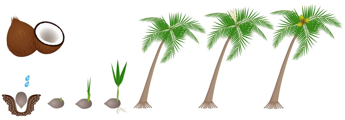பின்பு மரமாக வளரும்